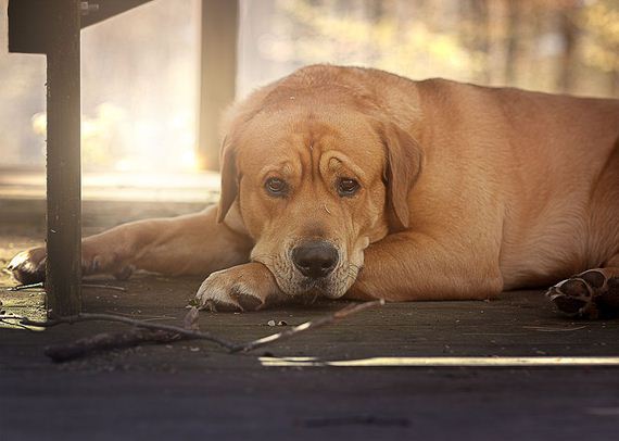 I’m Not Really A “Dog Person”, But This Big Red Dog Is Winning My Heart And Here’s Why