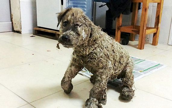 Kids Leave Puppy To Die After Covering It With Industrial Glue, However It Refuses To Give Up