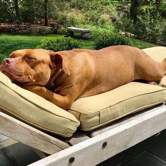 Abused Dog Who Spent 8 Years Sleeping On Concrete Floor In Basement Gets All The Beds She Wants