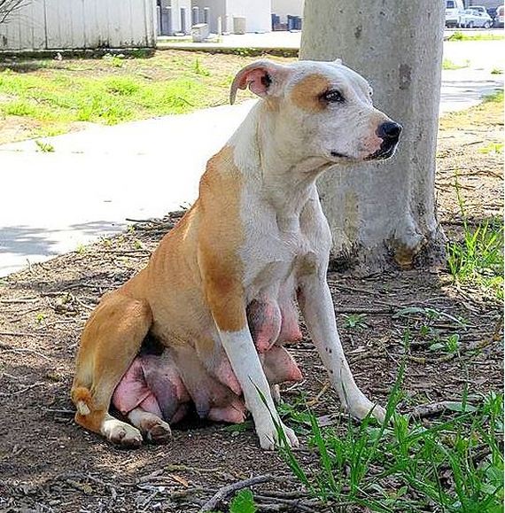Emaciated Stray Mama Dog Leads Rescuer TWO MILES to Find Her Puppies