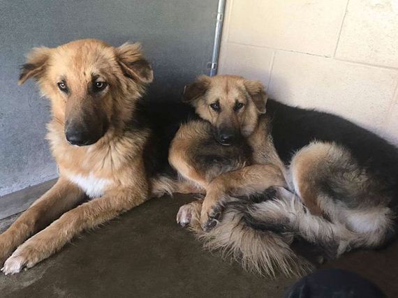 Shelter Dogs Frightened To Be Separated Wouldn’t Let Go Of Each Other, So Someone Adopted Them Both