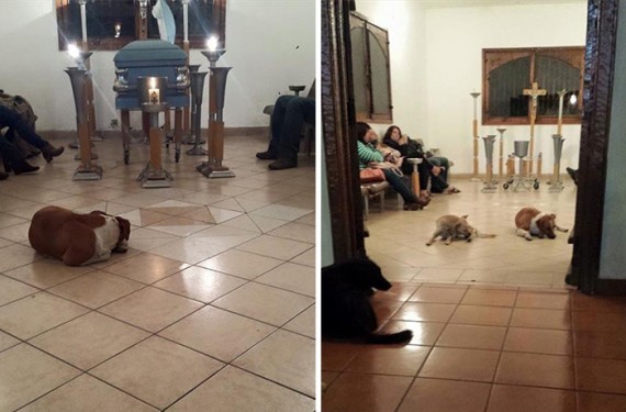 The reason these stray dogs showed up to a funeral is beyond words