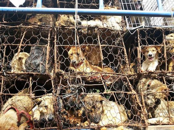 Dog Meat Is Finally Banned From Yulin Festival In China