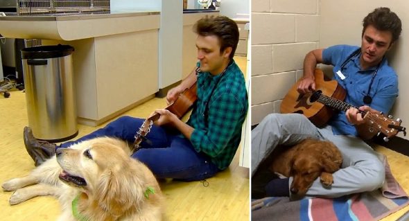 Veterinarian Sweetly Sings Lullabies to Scared Dogs Before They Go In for Surgery