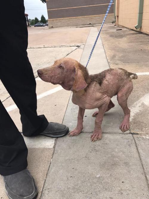 Alexa Is FINALLY on the Mend from a Terrible Case of Mange, and the Hunt for a New Family Is at Hand