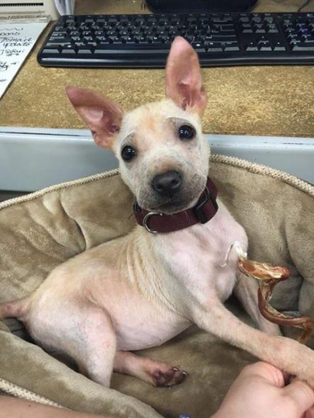 Alicia Is the Adorable Pup Who Was Saved from a High-Kill Shelter and Needs a Family
