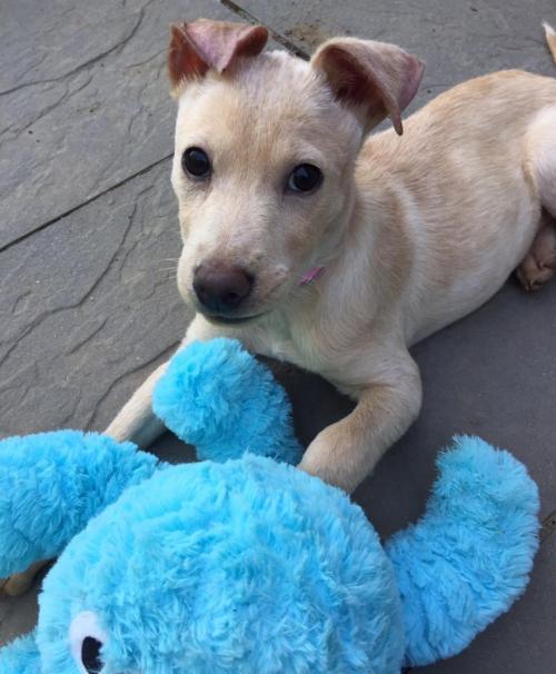 Alina Is a Parvo Survivor Who Is Just Waiting for Her Snuggle Partner