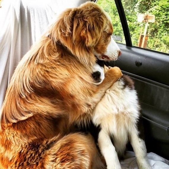 22 dogs who can’t believe you just betrayed them by going to the vet