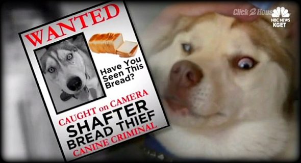 Bread-Boosting Husky Caught Red-Pawed & Sent to the Slammer!