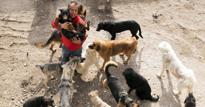 Former Millionaire Spent His Entire Fortune Rescuing Dogs For One Heartbreaking Reason