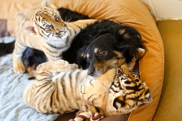 The Cincinnati Zoo’s Beloved Nursery Dog, Blakely, Has Retired