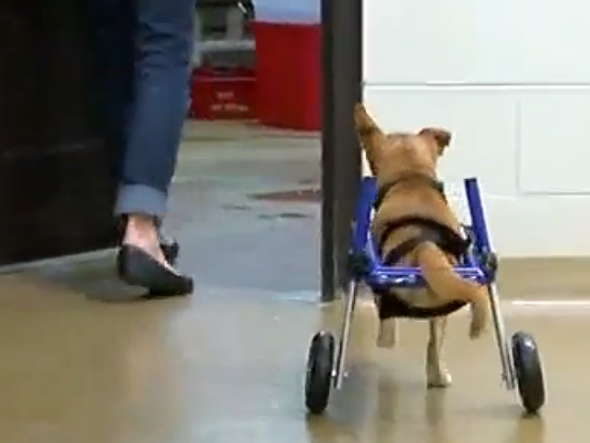 Abused Dog Called Lt. Dan “Gets His Legs Back” With a Donated Wheelchair and a New Family