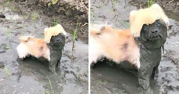 Reasons You Should Never Let Your Dog Play In The Mud