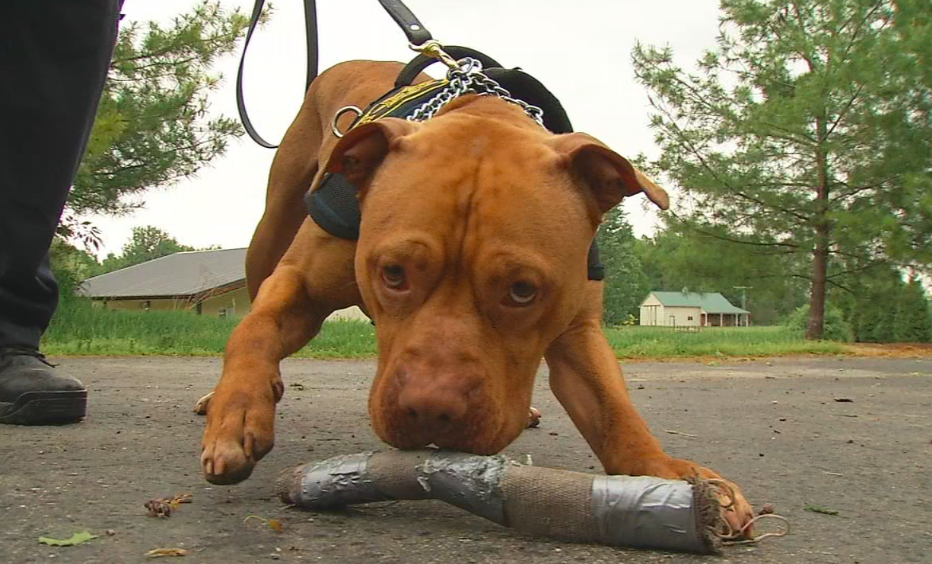 This “Aggressive” Shelter Dog Was Going To Be Euthanized, But Now He’s Ohio’s First Pit Bull K9!