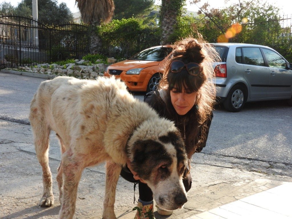 Rescue of a sick and exhausted senior dog