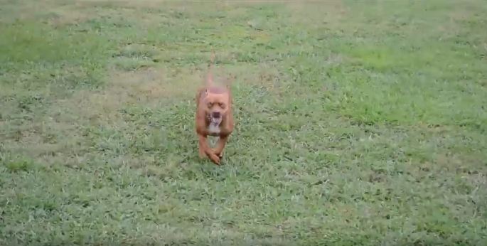 There’s nothing better than this pit’s reaction to arriving at his forever home