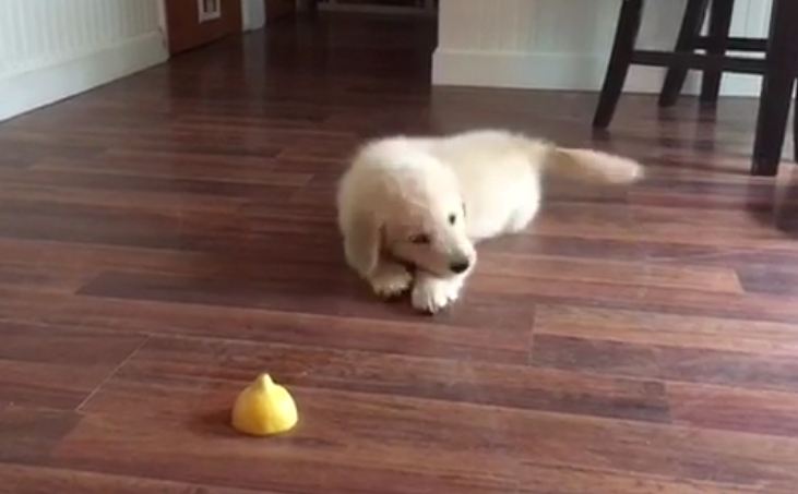 Golden Retriever puppy severely confused by lemon slice