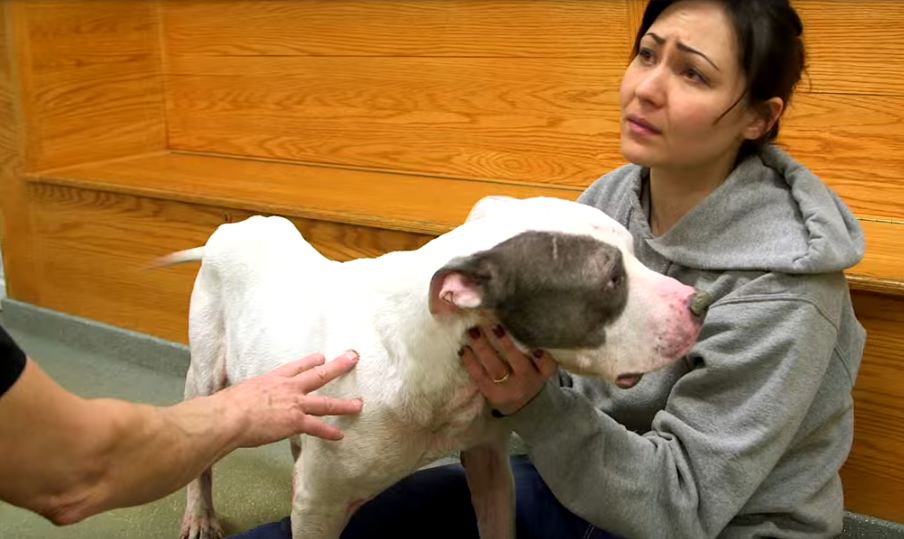 Woman Tearfully Reunites With Her Lost Dog After He Was Found Injured On The Streets