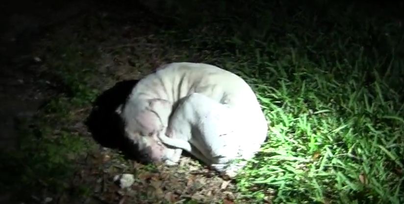 Hopeless dog found abandoned in Florida Everglades
