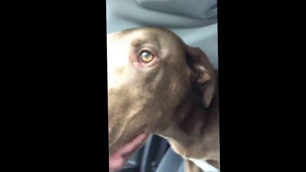 This dog loses his mind when he finds out where they’re going