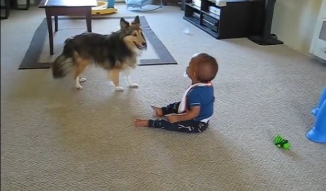 Baby laughs uncontrollably when the dog decides to burn all of that energy