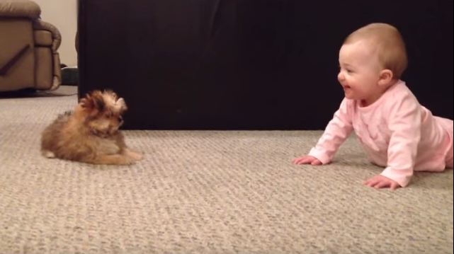 BABY DOG WHISPERER! Cesar Millan has nothing on her!! Shorkie Puppy Talks to Baby