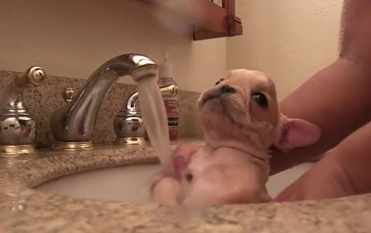 Cutest puppies compilation will brighten your day!