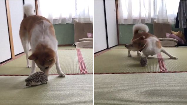 This Hilarious Dog Has NO DAMN IDEA How Hedgehogs Work