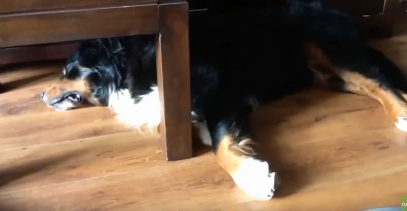 Dog Has a Dream of Sneaking Around the House