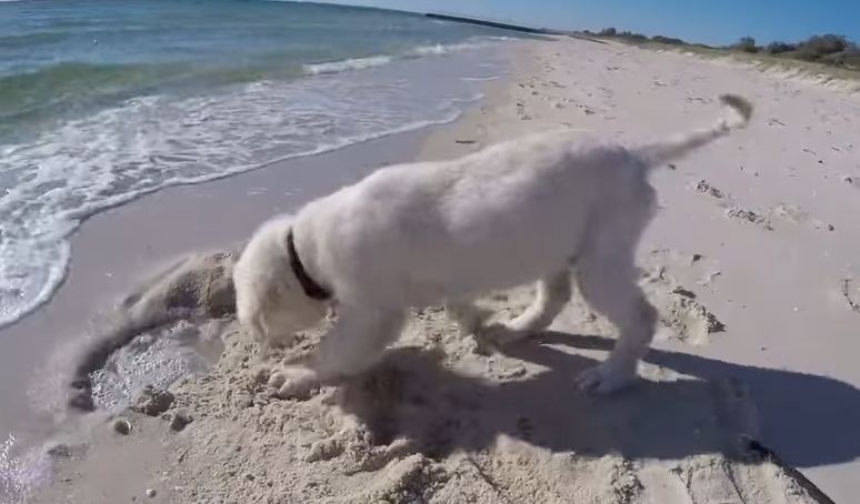 Puppy Gets Adorably Frustrated When the Ocean Fills His Sand Hole With Water