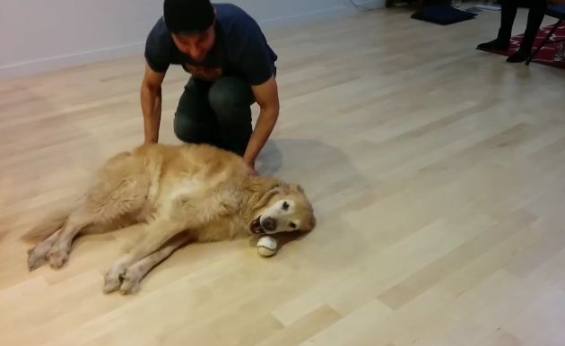 Dog just wants to play fetch, but dad utters the last thing the pup wants to hear