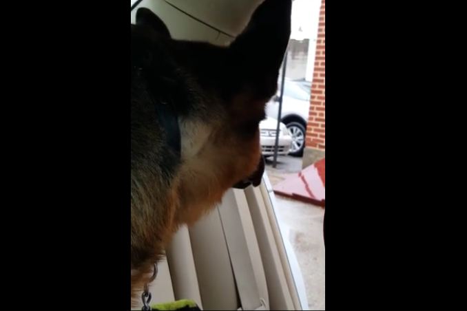 Dog realizes he’s at the vet, gives priceless reaction