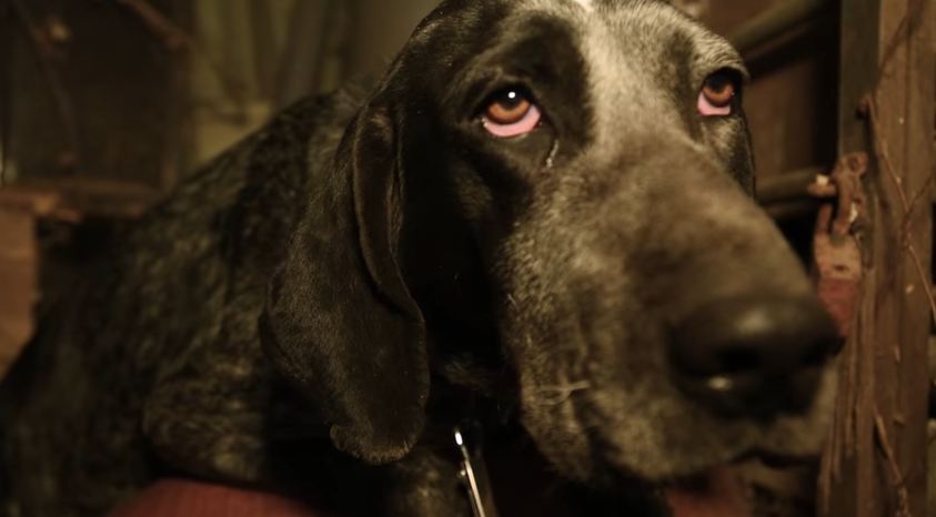 55 dogs are pulled from the darkness, and I can’t hold back the tears