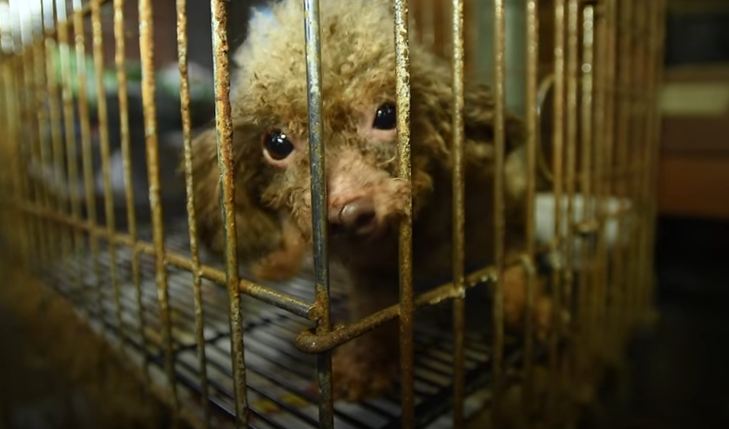 Rescued from a dark basement, watch as this dog sees sunlight for the very first time