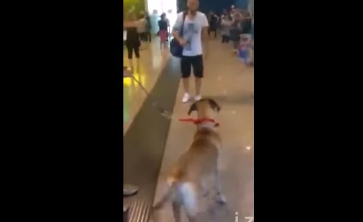 Dog stops and stares at the owner he hasn’t seen in 3 years, but the real reaction is coming…