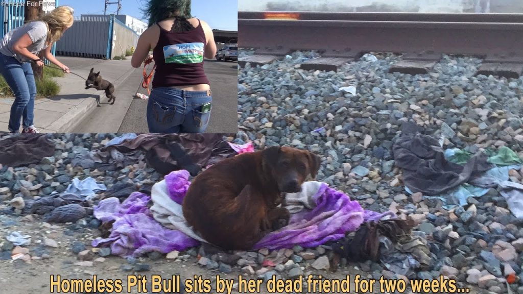 Homeless pit bull sat in the same spot for 2 weeks. When they approached, they saw why…