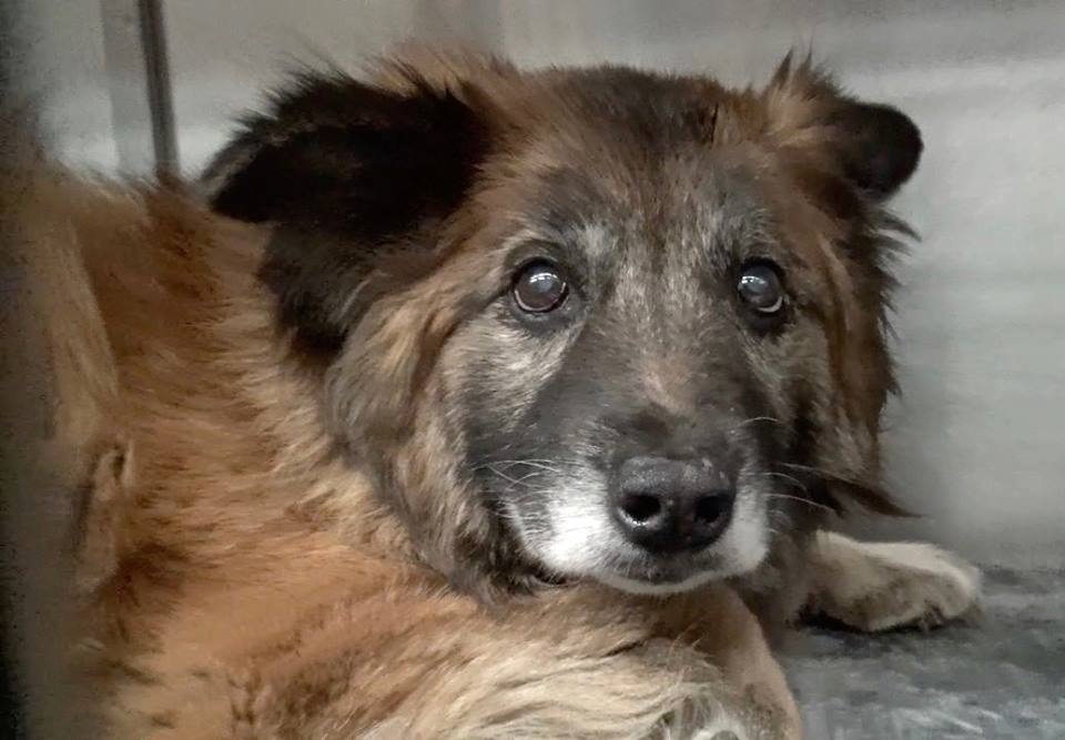 14-year-old dog confused after family surrendered due to ‘personal problems’