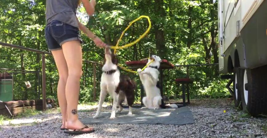 Dog helps owner turn jump rope for other dog!