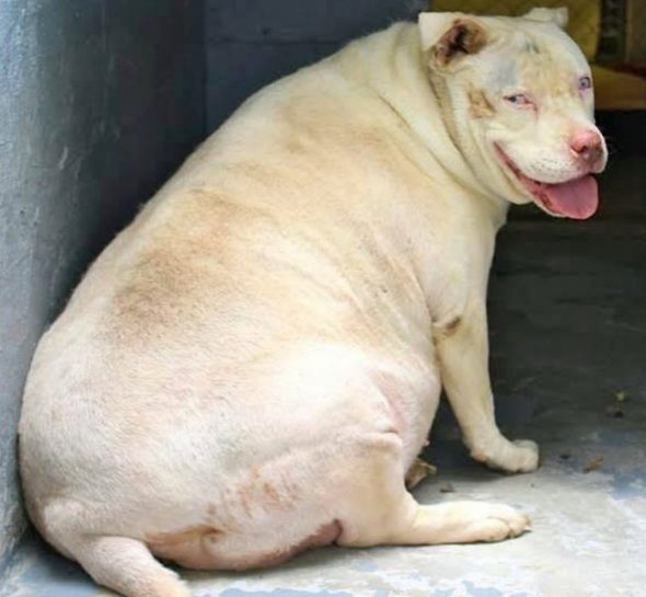 Obese Shelter Dog Drops 58 Pounds! Now Ready For A Forever Home