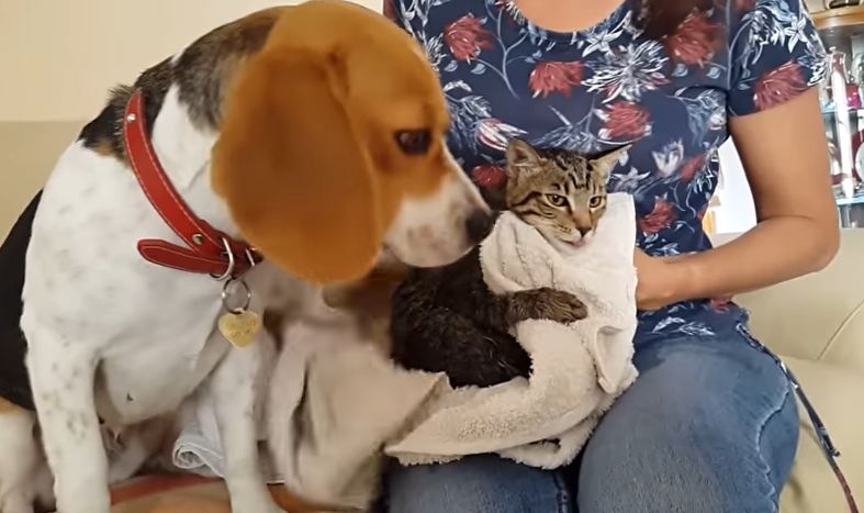 Chloe the Beagle Helps Dry Off Misty the Cat After a Bath
