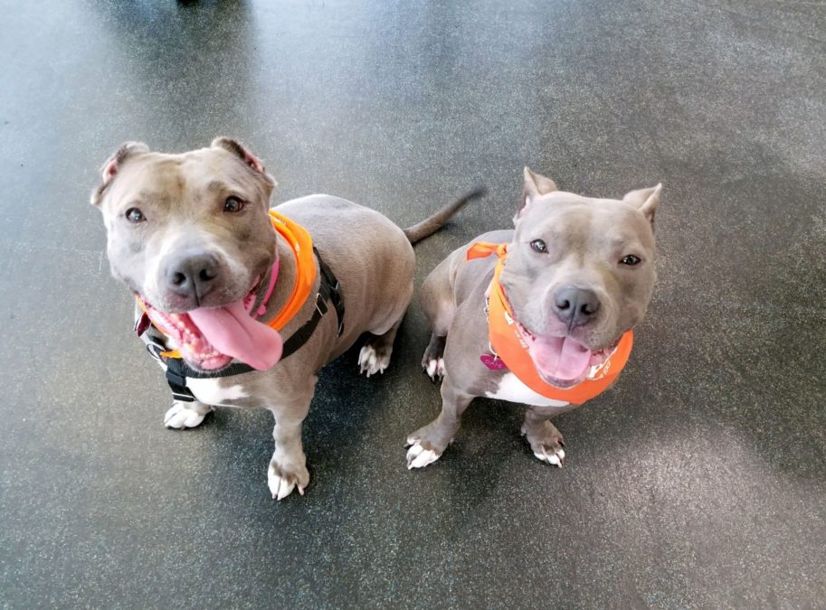 Mama And Daughter Pit Bulls Rescued From Awful Conditions, Reunite A Year Later For The First Time