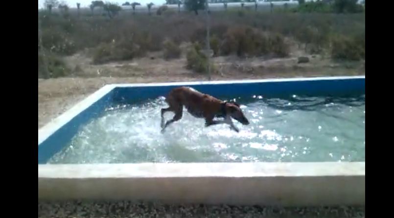 Overenthusiastic dog cools off in backyard pool