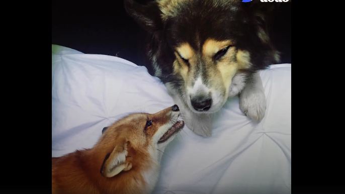 Sweet Little Fox Is In Love With Her Dog “Boyfriend”
