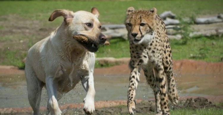 This Lab’s Job Is To Befriend His Natural Enemy…The Relationship That Develops Is Amazing!