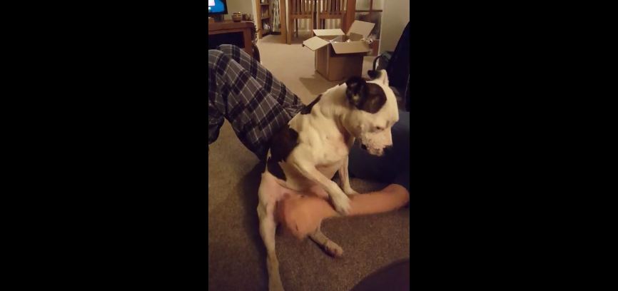 Persistent Pit Bull Refuses To Let Owner Stop Rubbing His Belly