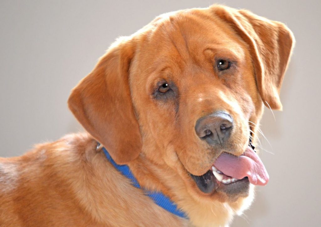 Disabled Labrador Retriever Only Dog Left At Shelter After Adoption Event
