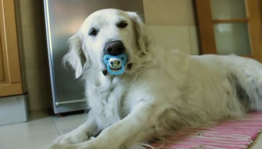 Golden Retriever hilariously refuses to give up pacifier, has giant meltdown