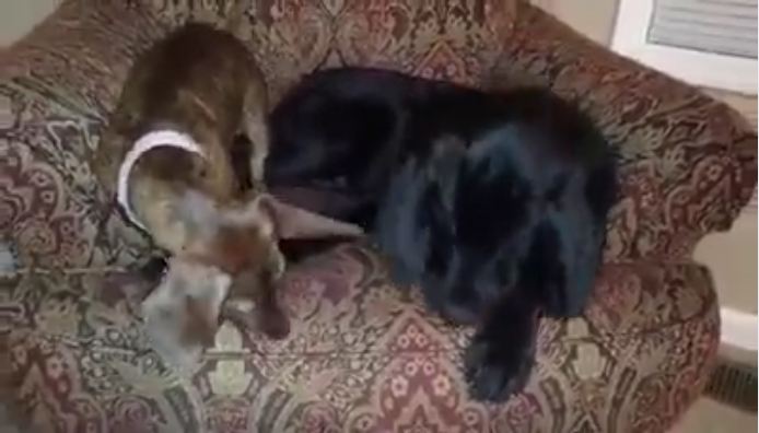 You’ll Totally Identify With This Dachshund’s Craftiness If You Have Siblings