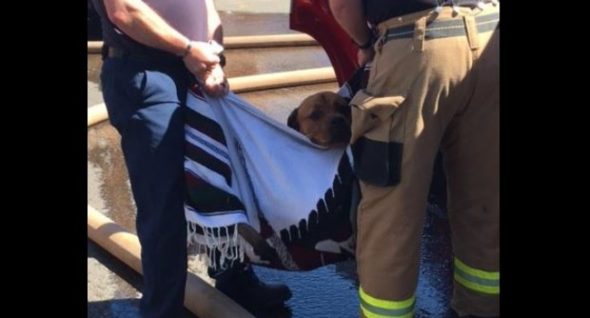 (Dog) Breath of Life : Firefighters Save Pooch From House Fire