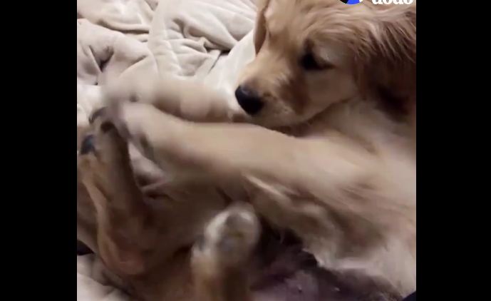 Adorable Puppy Makes a Fascinating Discovery: His FEEEEEEEEEEETS!